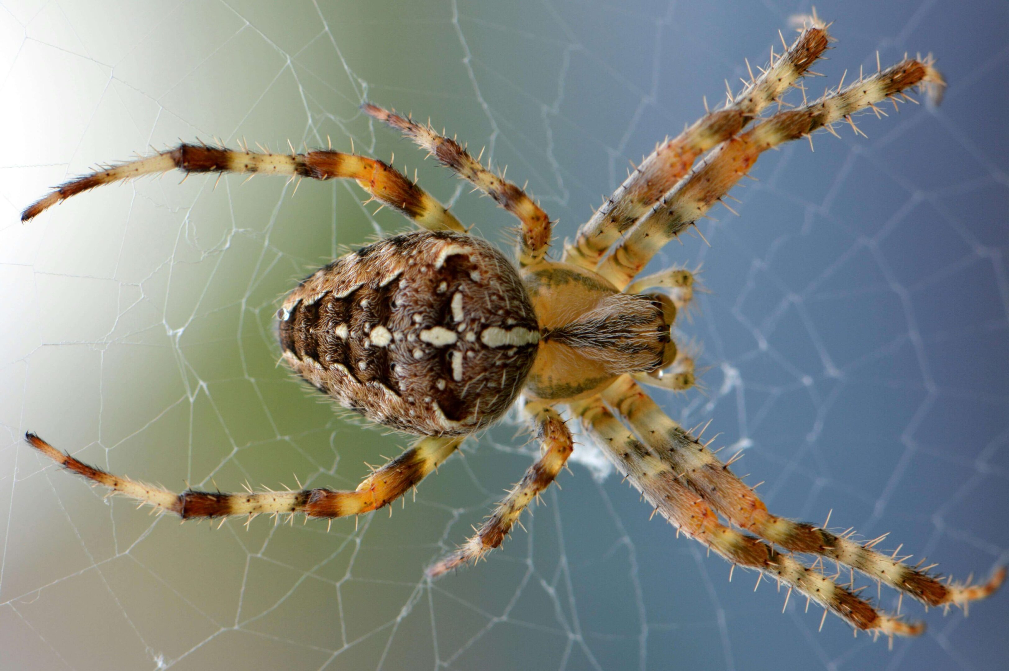 Austin home receiving residential pest protection