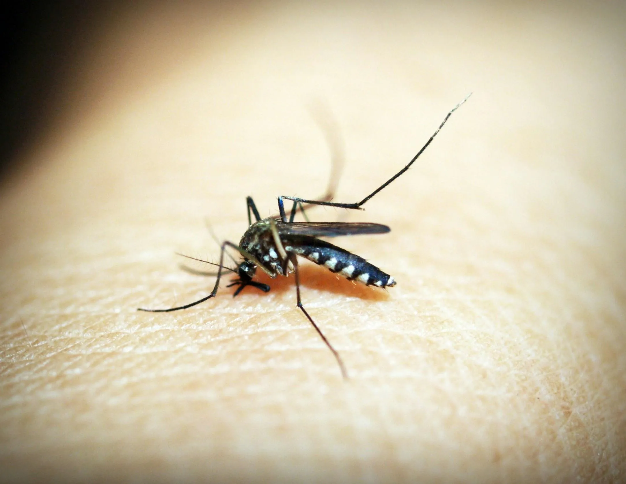 A close up of an insect on the skin
