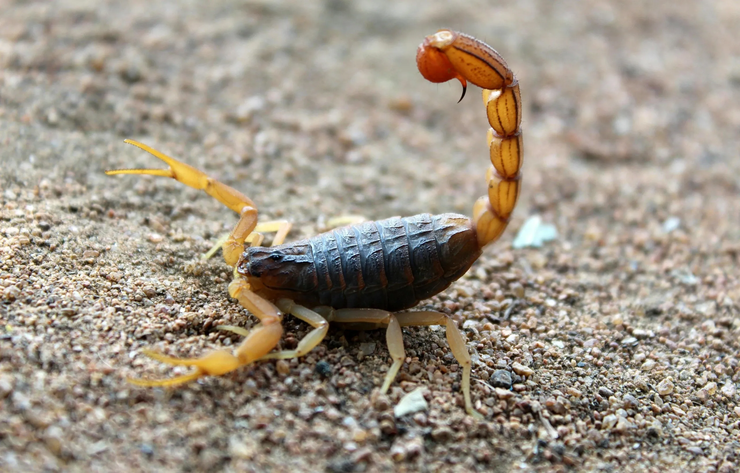 A scorpion is walking on the ground.