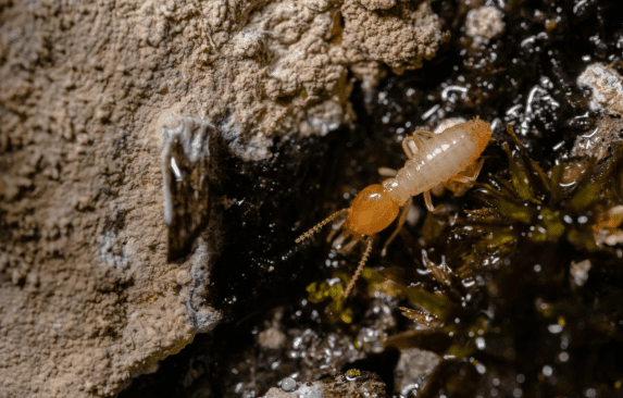 Termites on damaged wood