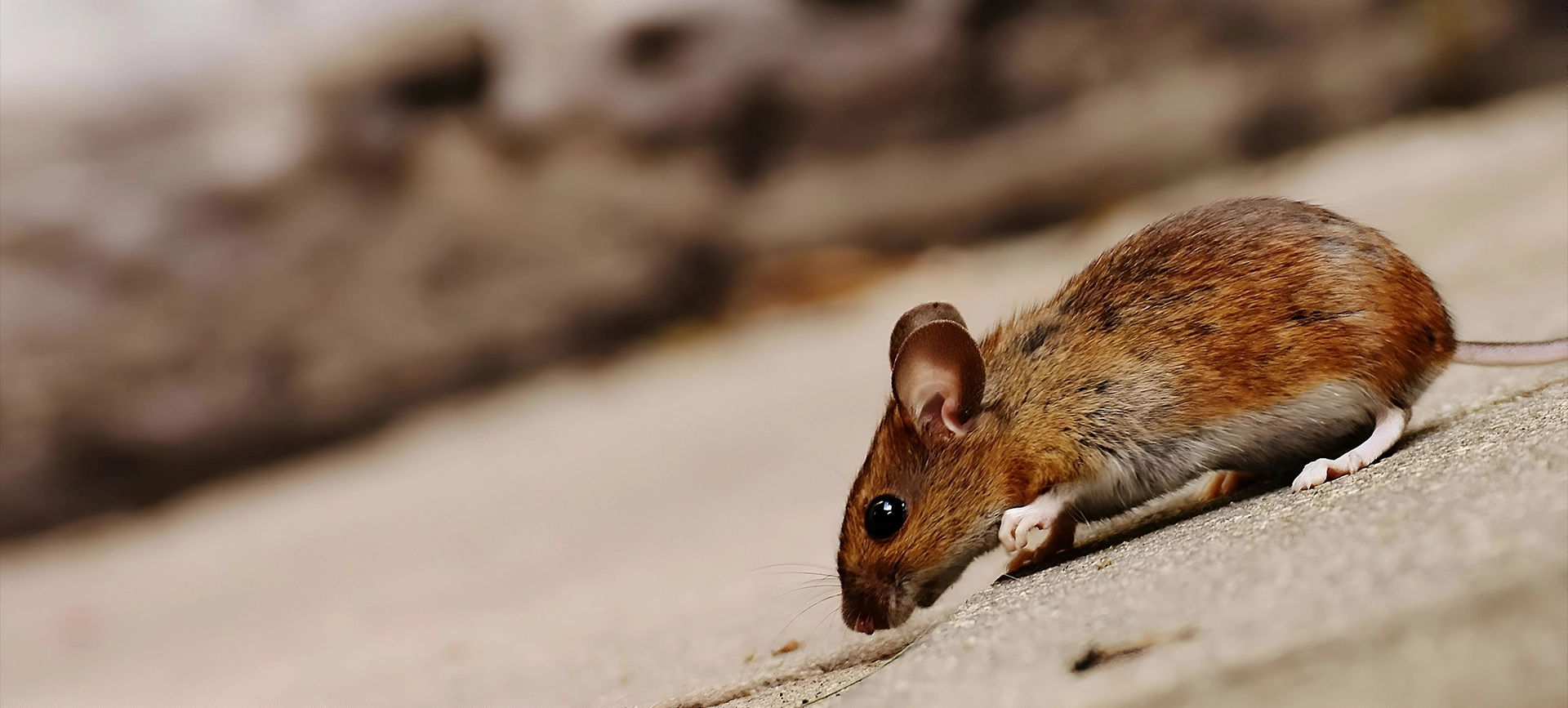 Austin-area home protected by pest control service