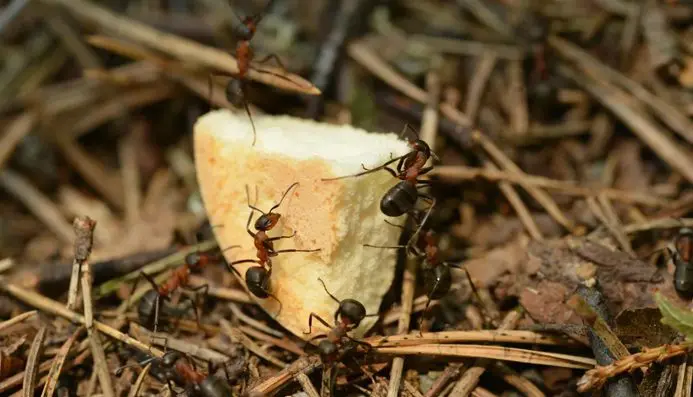 A group of ants eating food off the ground.