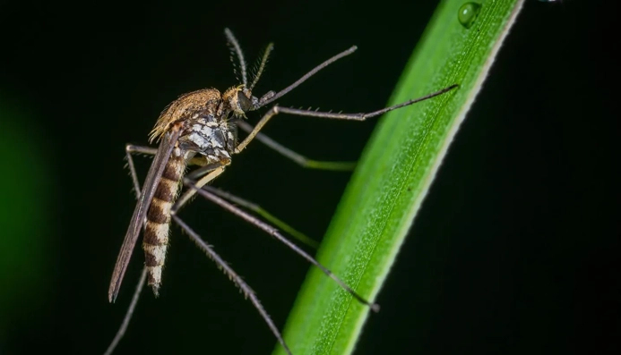 A close up of an insect on the end of a plant