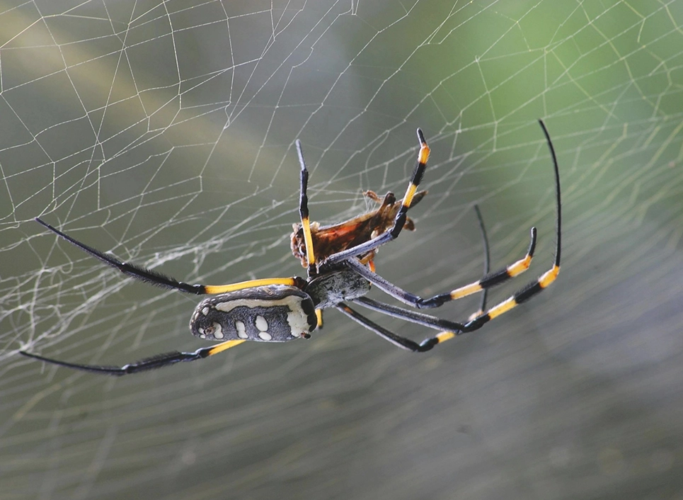 A spider is sitting in the middle of its web.