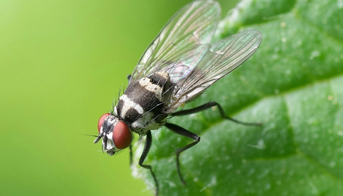 A close up of a fly on a leaf